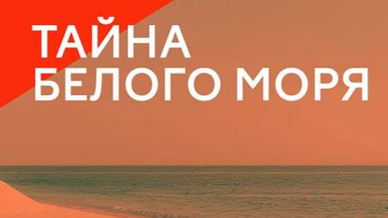 Тайна Белого моря. Кто такая белуга и зачем она ревет