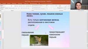 Видеофрагмент урока «Класс птицы. Общая характеристика», 7 класс