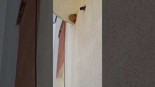 Кошка Боня и ласточка вылетающая из гнезда на нашем балконе! смотреть онлайн