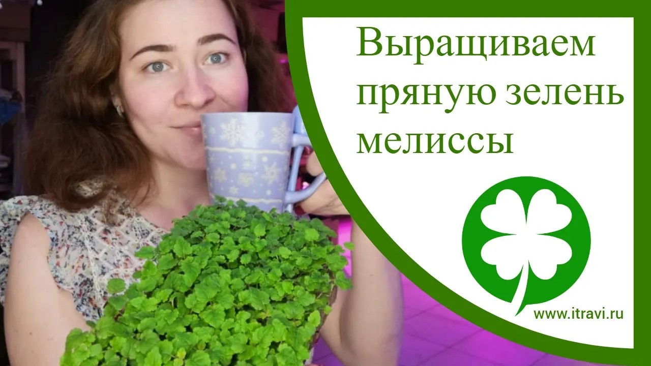 Выращиваем пряную зелень мелиссы в домашних условиях и на ситиферме #микрозелень #ильинскиепроростки