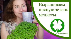 Выращиваем пряную зелень мелиссы в домашних условиях и на ситиферме #микрозелень #ильинскиепроростки