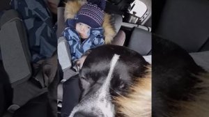 Метис французского бульдога.  Маселю 6 лет.