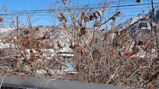 Свиристели налетели . Весна 2023 . смотреть онлайн