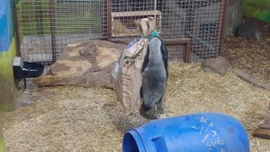 Медоеды в Московском зоопарке