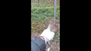 Как правильно и легко натянуть сварную сетку для забора одному.