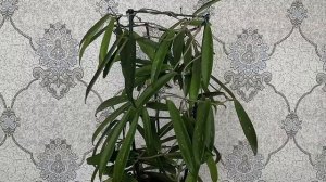 Хойи? Сорта хой переехавшие к маме. (1 часть)