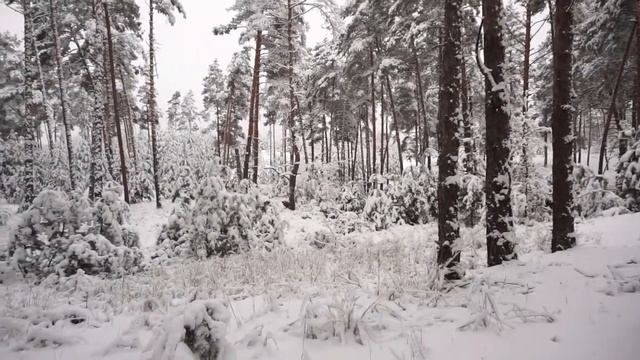 Зимний лес! Выпал первый снег!  #Домиквселе, #Зимняясказка, #СкороНовыйгод,