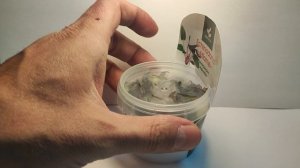 Живое аквариумное растение Эхинодорус Афлейм меристемное