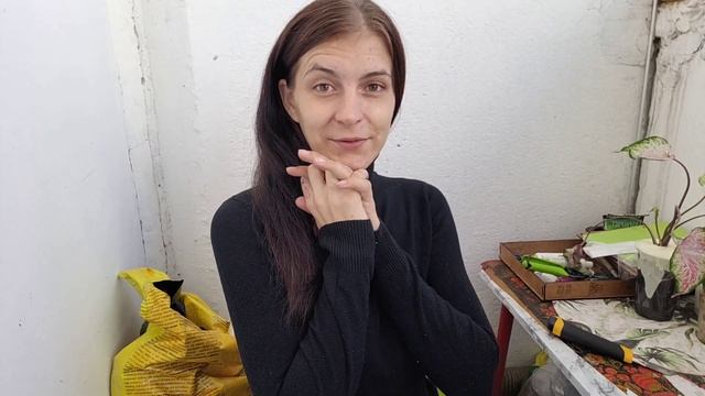 Ещё одна распаковка. Алоказии, Эпипремнум и Каладиум?