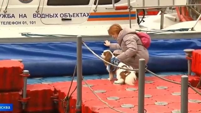 Спасение Кавалер Кинг Чарльз Спаниеля по кличке Ален 22 февраля 2020 смотреть онлайн