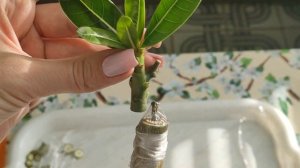 ПРИВИВКА АДЕНИУМА из пяти черенков #адениум #adenium