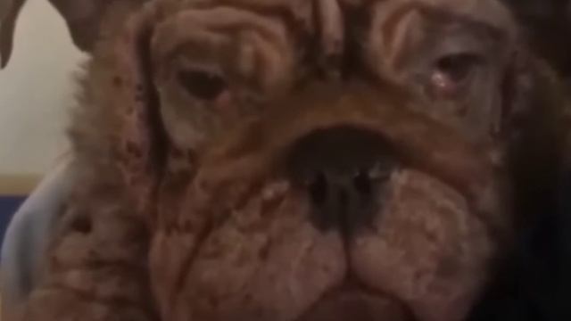 Вы не поверите чем он питался чтобы выжить