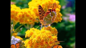 Для души! Органная музыка! Ремикс  2018 год