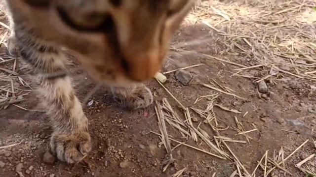 Кормление бездомных котят