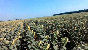 Обзор подсолнечника 52.5см и 70см(налив семян)