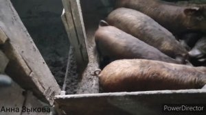 Ответы на вопросы/глубокая подстилка/клетки для свиней