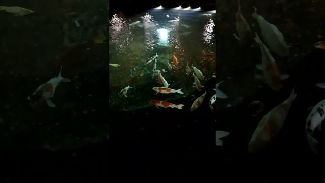 парк Галицкого Краснодар  #геленджикнедвижимостьцены #паркгалицкого