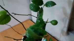 VID 20200104        Лимон Урман???