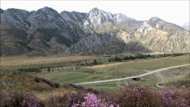 цветение маральника в Чемале (Горный Алтай)