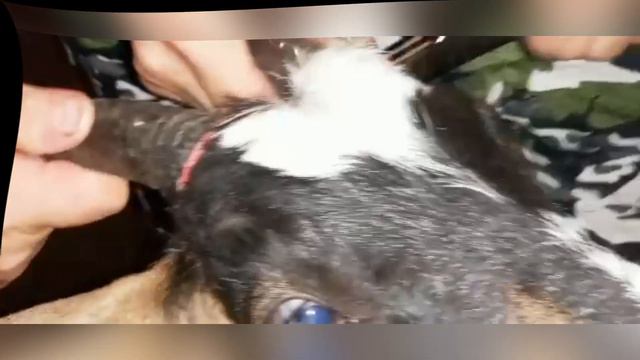 Лето 2021.Фермерские заботы . Жизнь в селе. Как живут в поселке.Жара за плюс 30 на Урале! смотреть онлайн