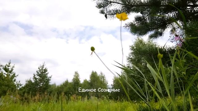 Избавление от негативных привычек (Роберт Адамс) смотреть онлайн