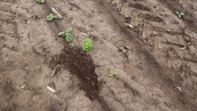 МІЖРЯДНА КУЛЬТИВАЦІЯ ГАРБУЗА. смотреть онлайн