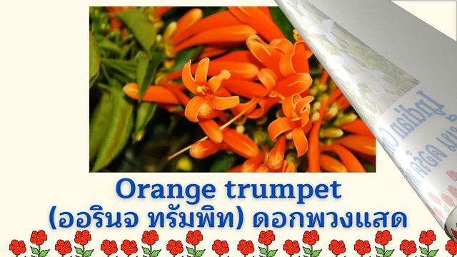 คำศัพท์ภาษาอังกฤษหมวดดอกไม้ต่างๆ flower vocabulary #dayenglish #flowers #english смотреть онлайн