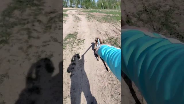 #пополям#arbt#pitbull#времявключаться