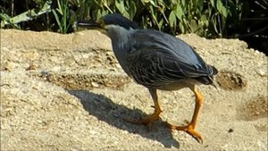 ЗЕЛЁНАЯ КВАКВА ХВАТАЕТ СТРЕКОЗУ 18 6 15