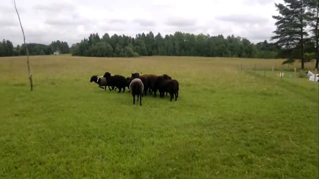 Барашки!!! смотреть онлайн