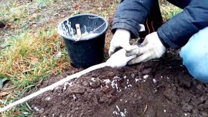 Посадка персика на зиму в северной области Украины