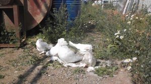 Голуби трубачи-барабанщики екатеринбургского голубевода Рауфа Султонова; Видео №1.