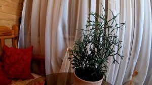 Зеленый коралл дома  - Хатиора .  Все о ней