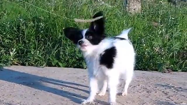 Большая прогулка маленькой собачки смотреть онлайн