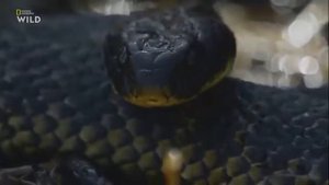 ЗМЕИНЫЙ ОСТРОВ : ДИКИЕ И СМЕРТОНОСНЫЕ ( МИР ДИКОЙ ПРИРОДЫ )