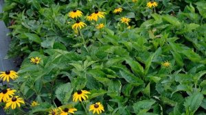 Золото в саду. Рудбекия (Rudbéckia). Кореопсис (Coreopsis). Гелениум (Helenium).