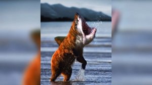 КАКИЕ БЫВАЮТ ЖИВОТНЫЕ!!!!