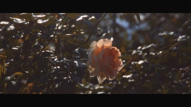 Станица Ивановская Краснодарский Край смотреть онлайн