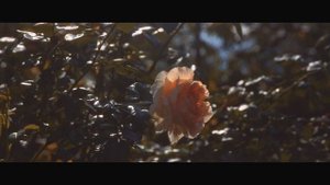 Станица Ивановская Краснодарский Край