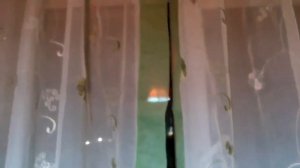 Обзор комнатных растений, зима-4. Изгиб ствола – Аустроцилиндропунция Шиловидная/Опунция/Кактус