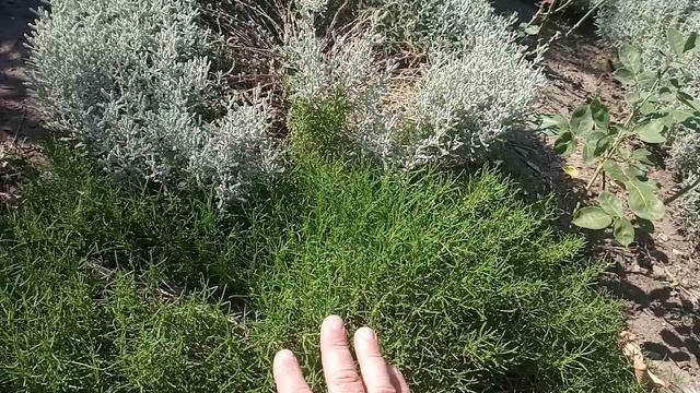 Сантолина. Аромат Средиземноморья. Обзор растения. смотреть онлайн