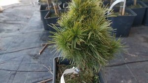 Сосна обыкновенная Глобоза Виридиз (Globosa Viridis)