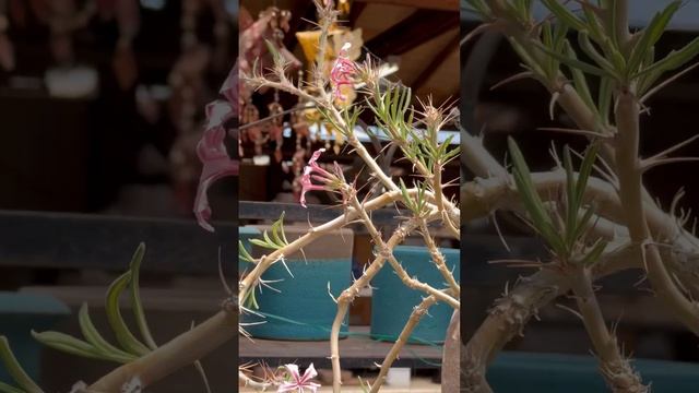 About 15 years old and blooming pink flowers:  Pachypodium succulentum