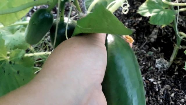 09.07.2022 Огурцы в теплице. Пекинский гурман, Клавдия, Удалые молодцы, Герман. смотреть онлайн