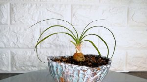 Нолина из семян. ПРОДОЛЖЕНИЕ. Спустя два года