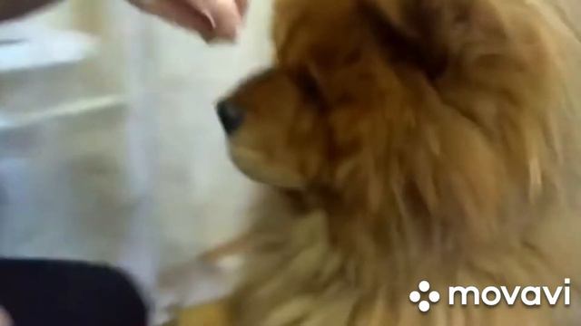 Чау чау сыроман смотреть онлайн