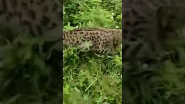 hasil kawin silang kucing hutan sama mix bengal.