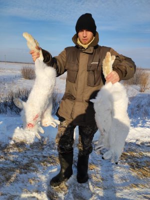 ОХОТА на ЗАЙЦА ДОБЫЛ ЗАЙЦА ФИНСКАЯ ГОНЧАЯ РАБОТАЛА ВЫХОД ЗАЙЦА на НОМЕР