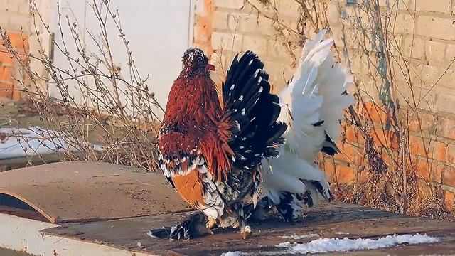 #2 Алтайская_Бентамка Altai Bantam Chickens Курочка с цыплятами смотреть онлайн