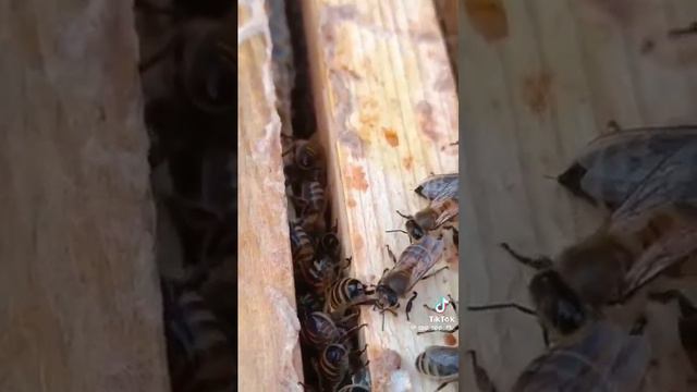 Шикарный продукт! Есть у нас в компании Ерсаг смотреть онлайн